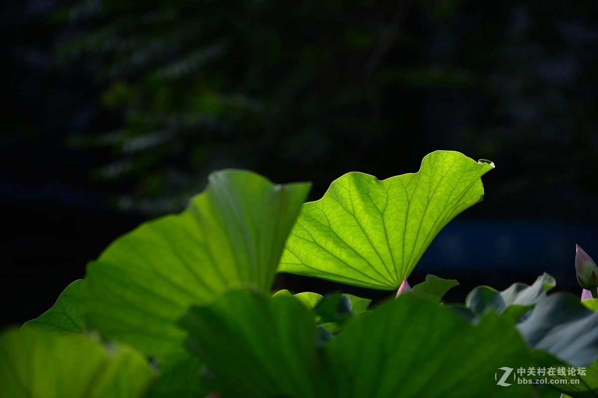 石家庄平安公园拍荷花