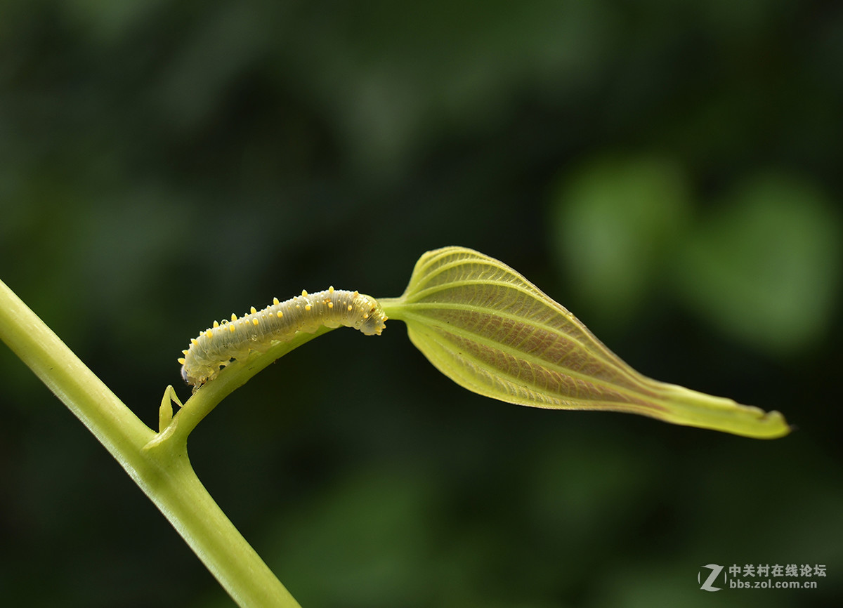 千虫百态134虫宝宝