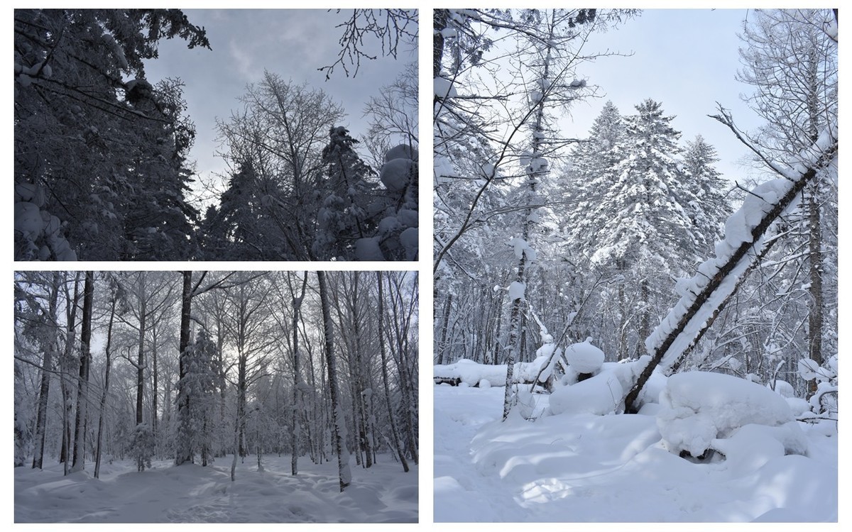 #2018我们一起来晒雪# 冬季这里有雪