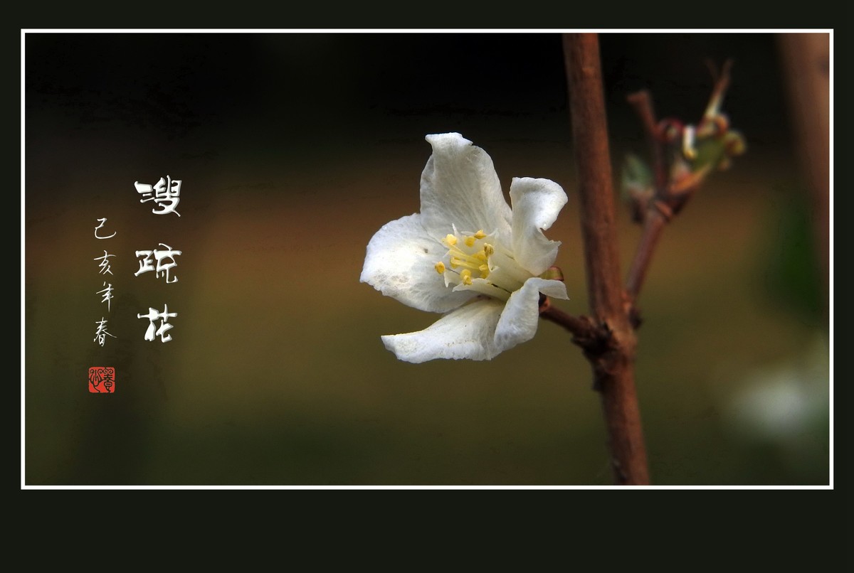 如冰似雪的溲疏花