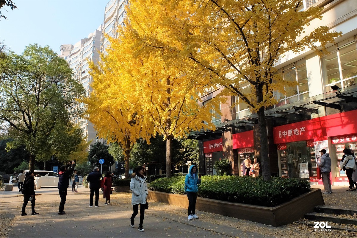【黄金城道】——摄于上海古北新区-中关村在线摄影论坛