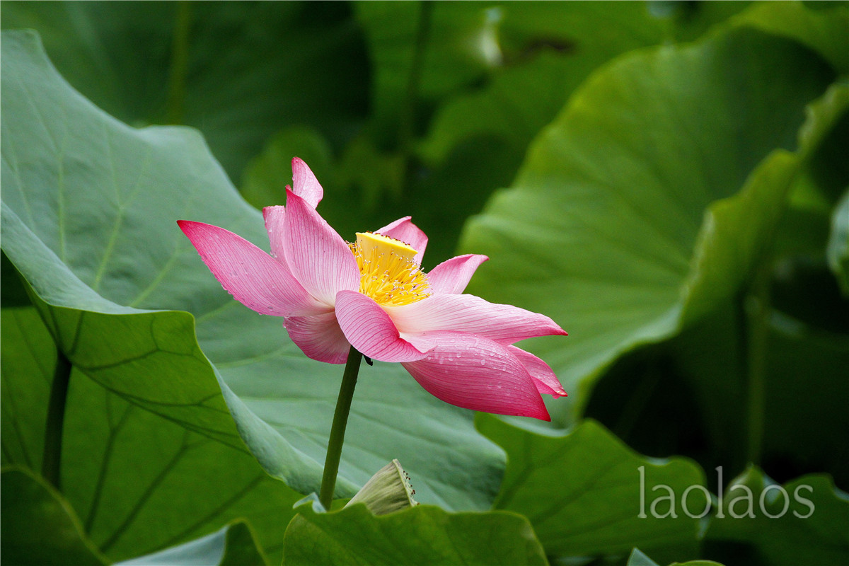 适马18-200雨后拍荷(一）
