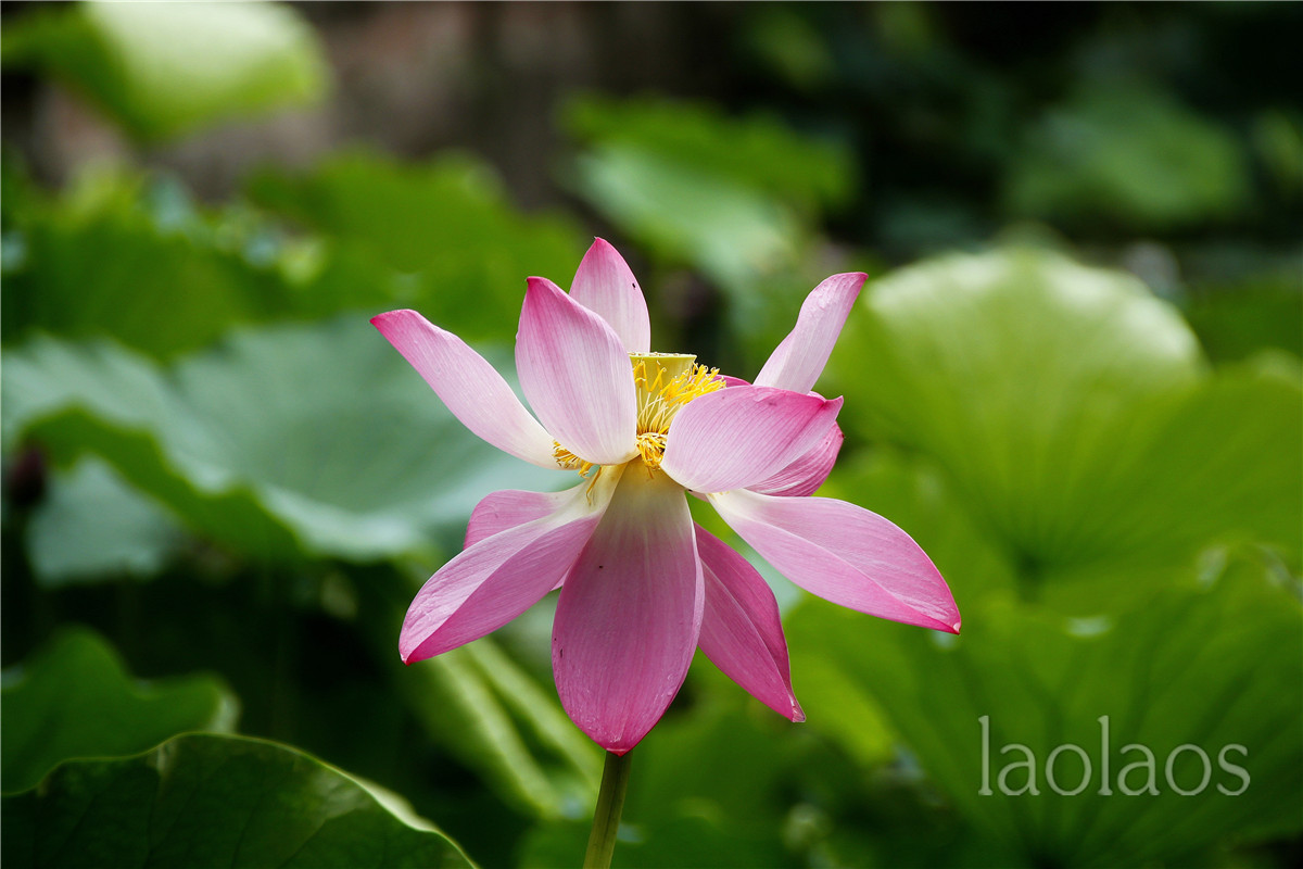 适马18-200雨后拍荷(一）