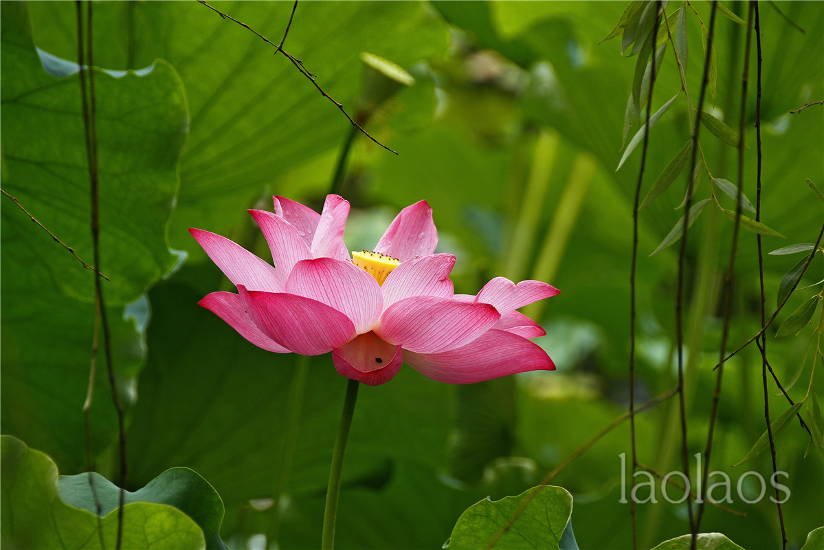 适马18-200雨后拍荷(一）