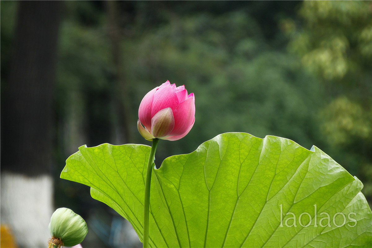 适马18-200雨后拍荷(一）