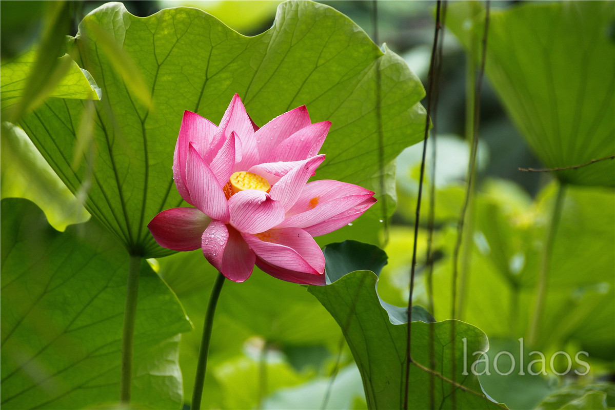 适马18-200雨后拍荷(一）