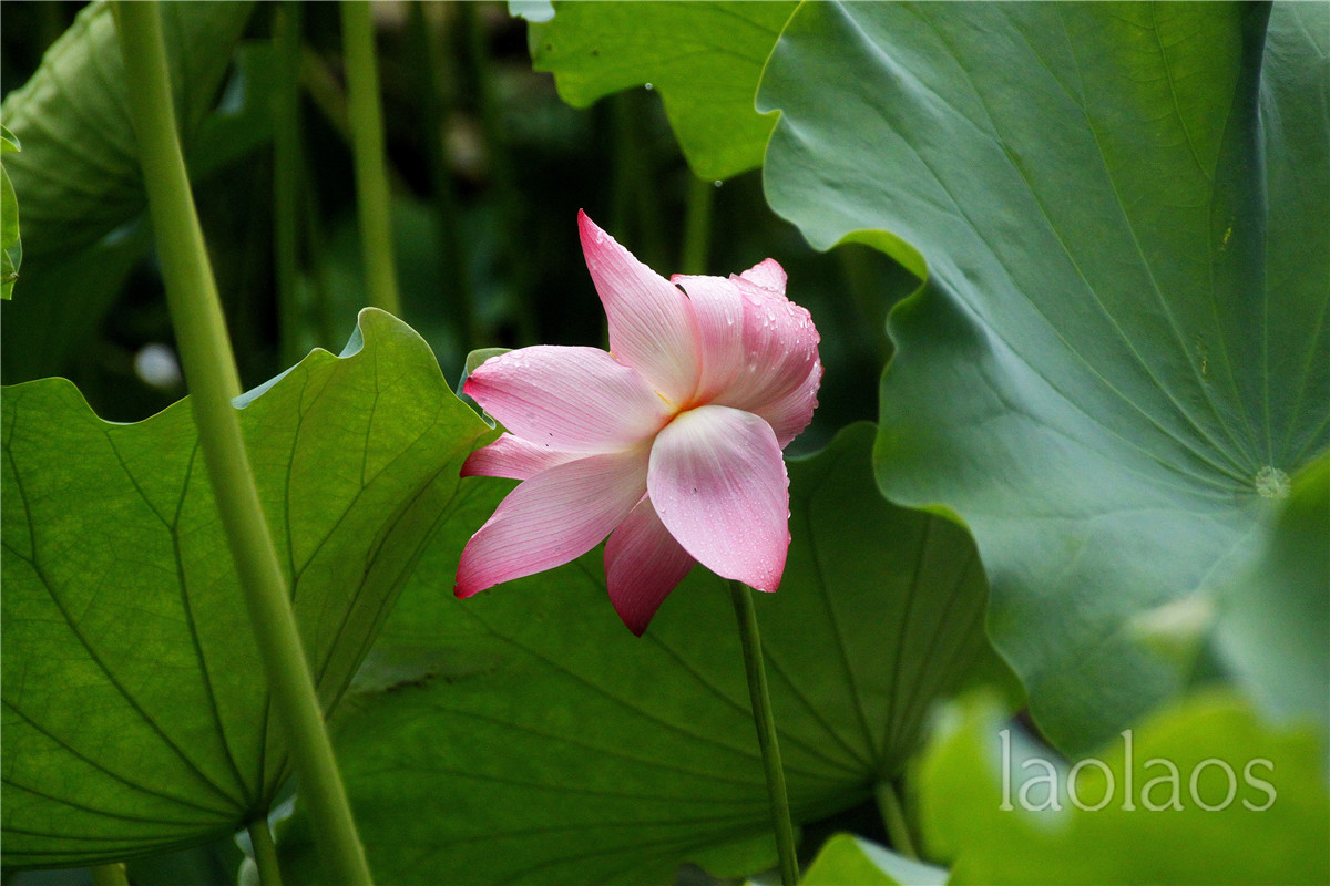 适马18-200雨后拍荷(一）