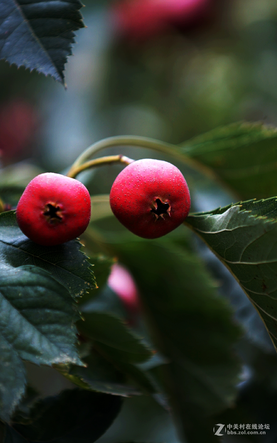 酸溜溜的山渣果