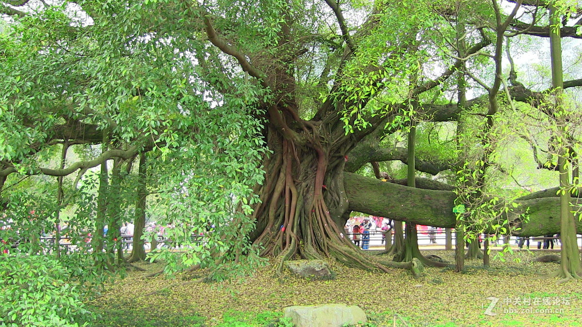 广西●阳朔&大榕树