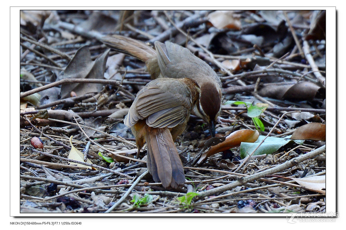 秋天到了，虫虫少了，要转吃豆豆了。