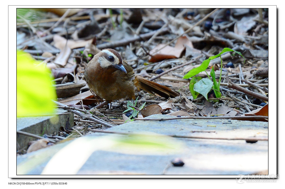 秋天到了，虫虫少了，要转吃豆豆了。