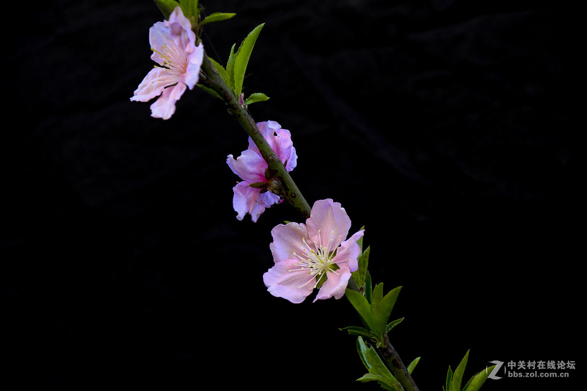 休闲随拍007：春天的花系列十