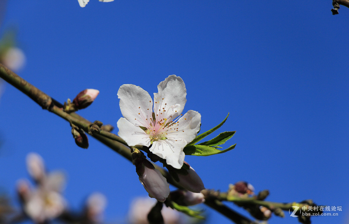 休闲随拍007：春天的花系列十