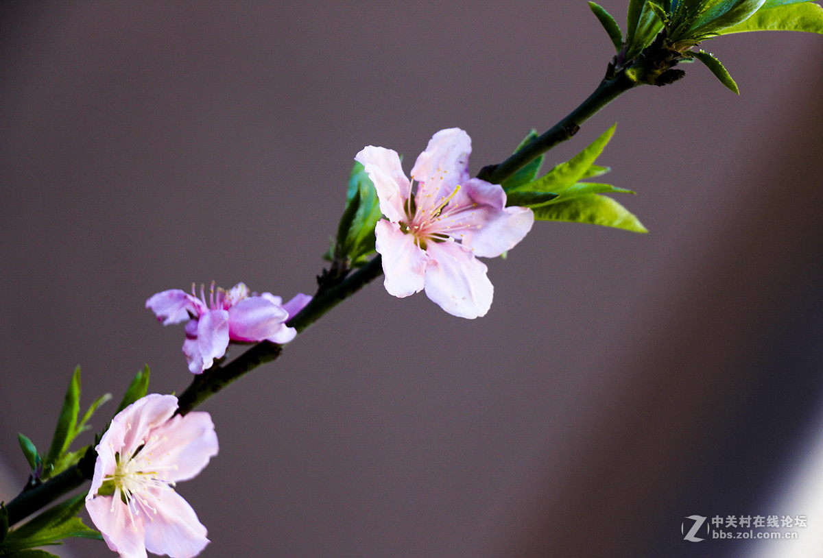 休闲随拍007：春天的花系列十