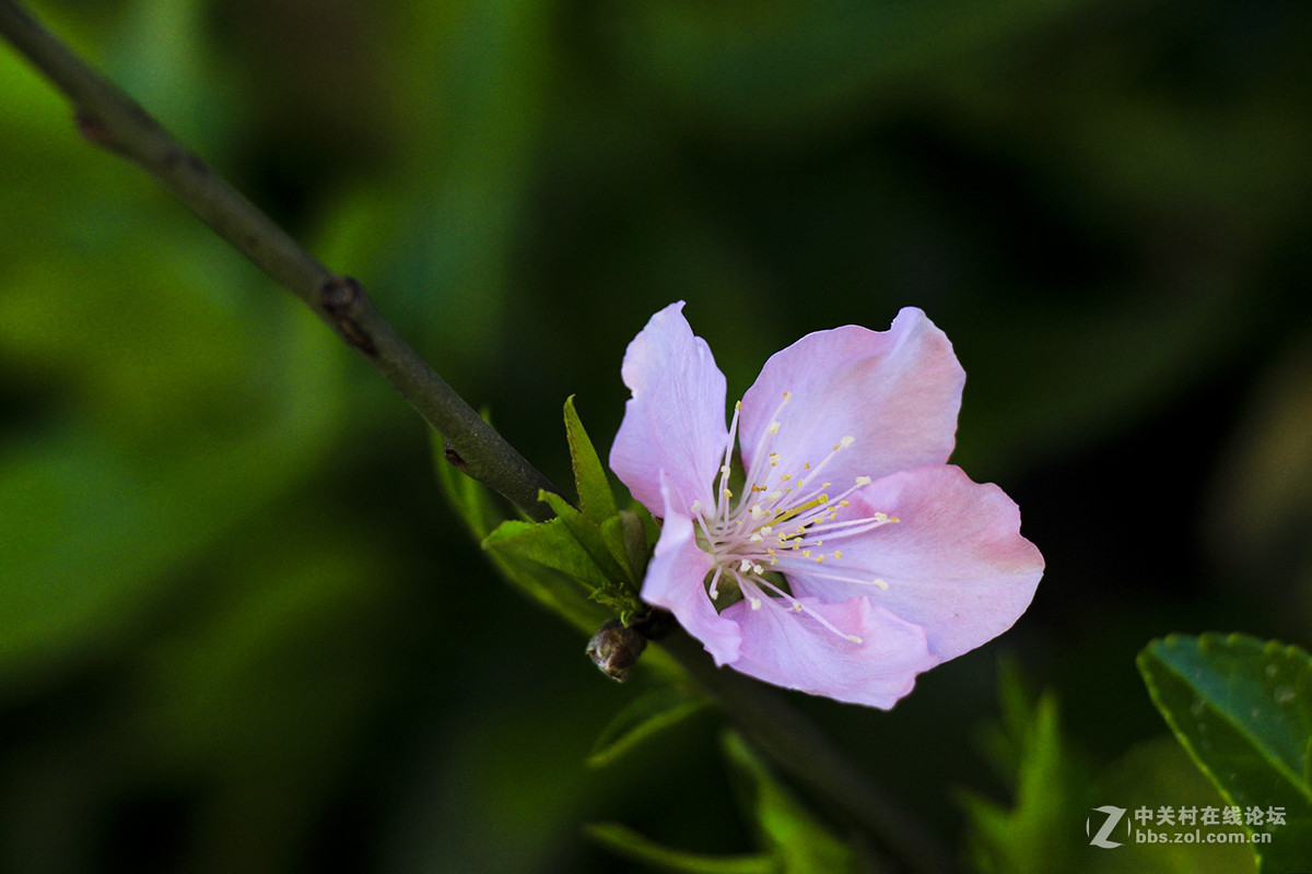 休闲随拍007：春天的花系列十