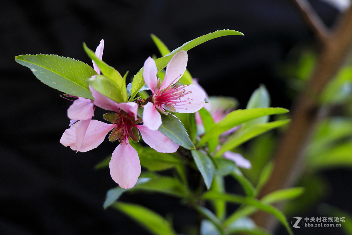 休闲随拍007：春天的花系列十