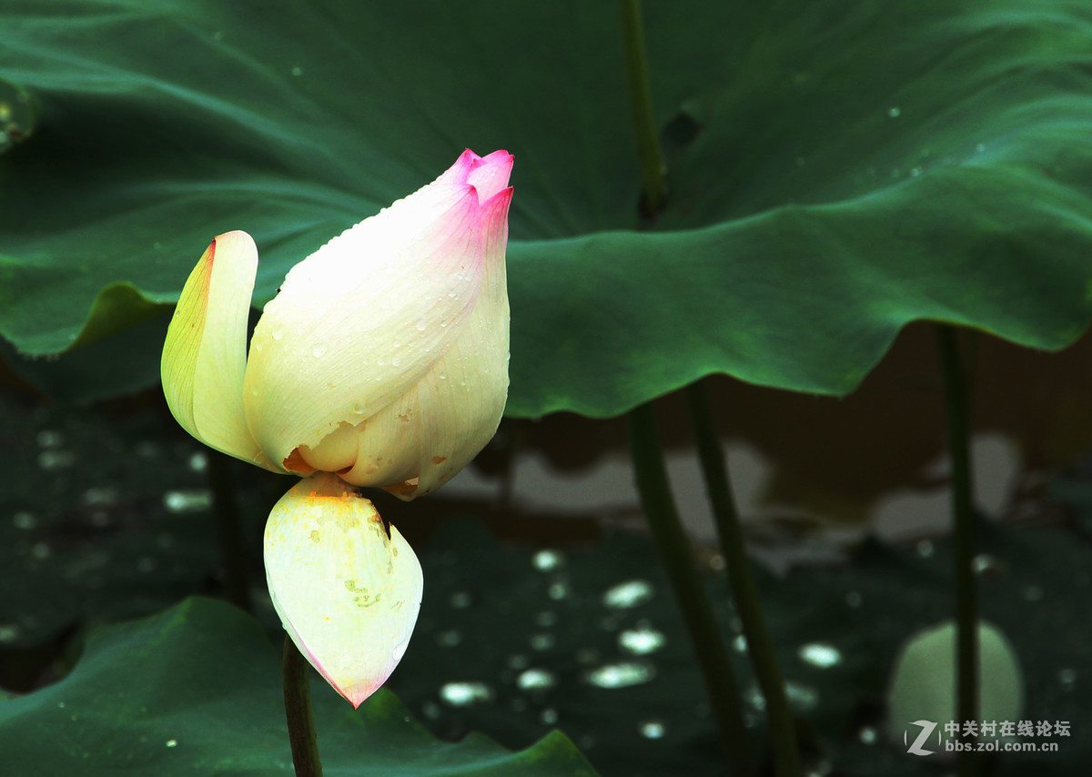 雨荷