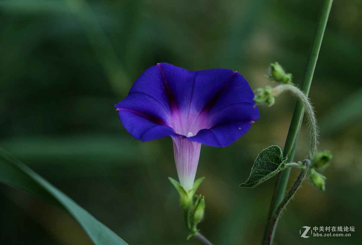 喇叭声声伴虫鸣