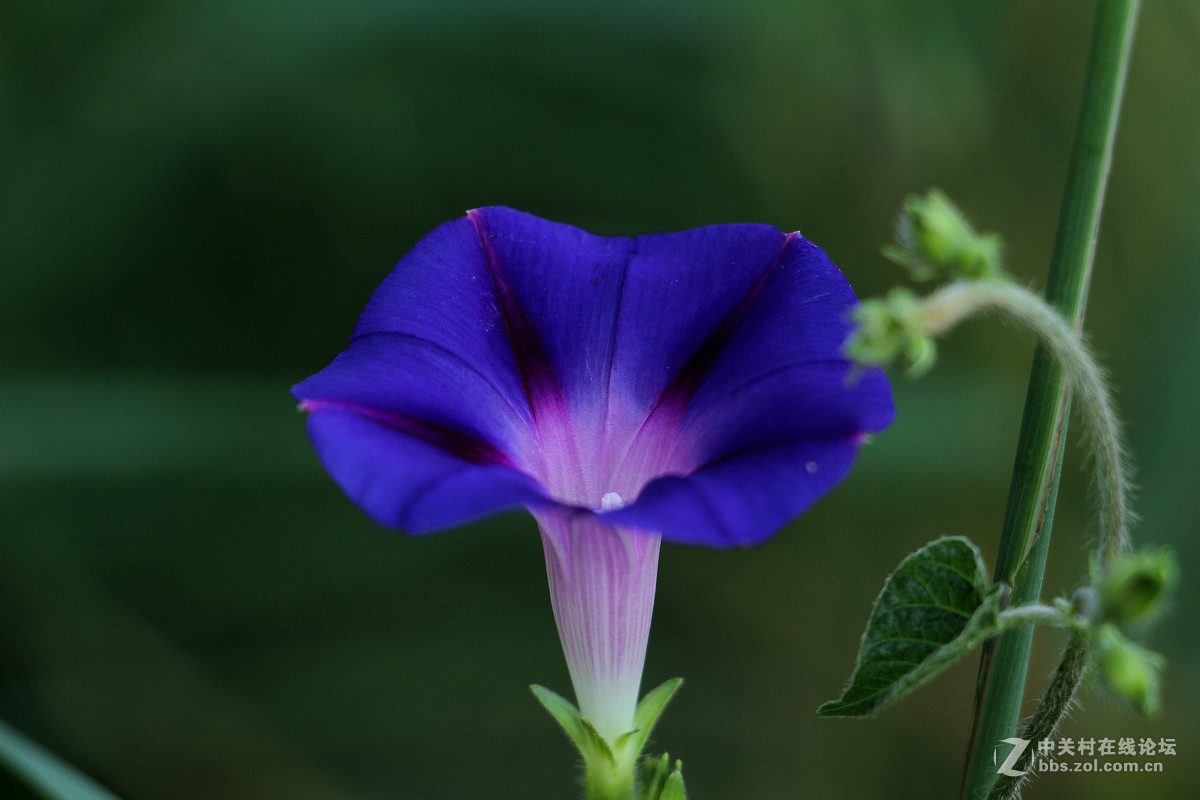喇叭声声伴虫鸣
