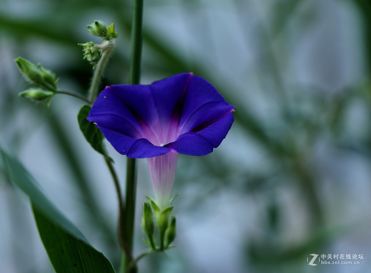 喇叭声声伴虫鸣