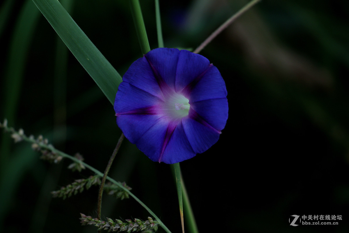 喇叭声声伴虫鸣