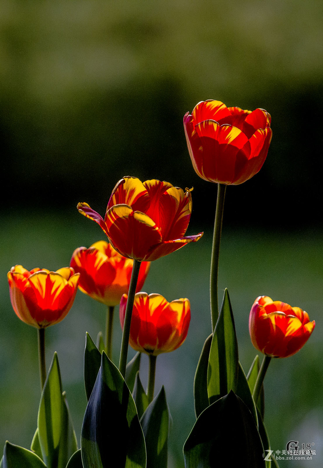 世界花后郁金香