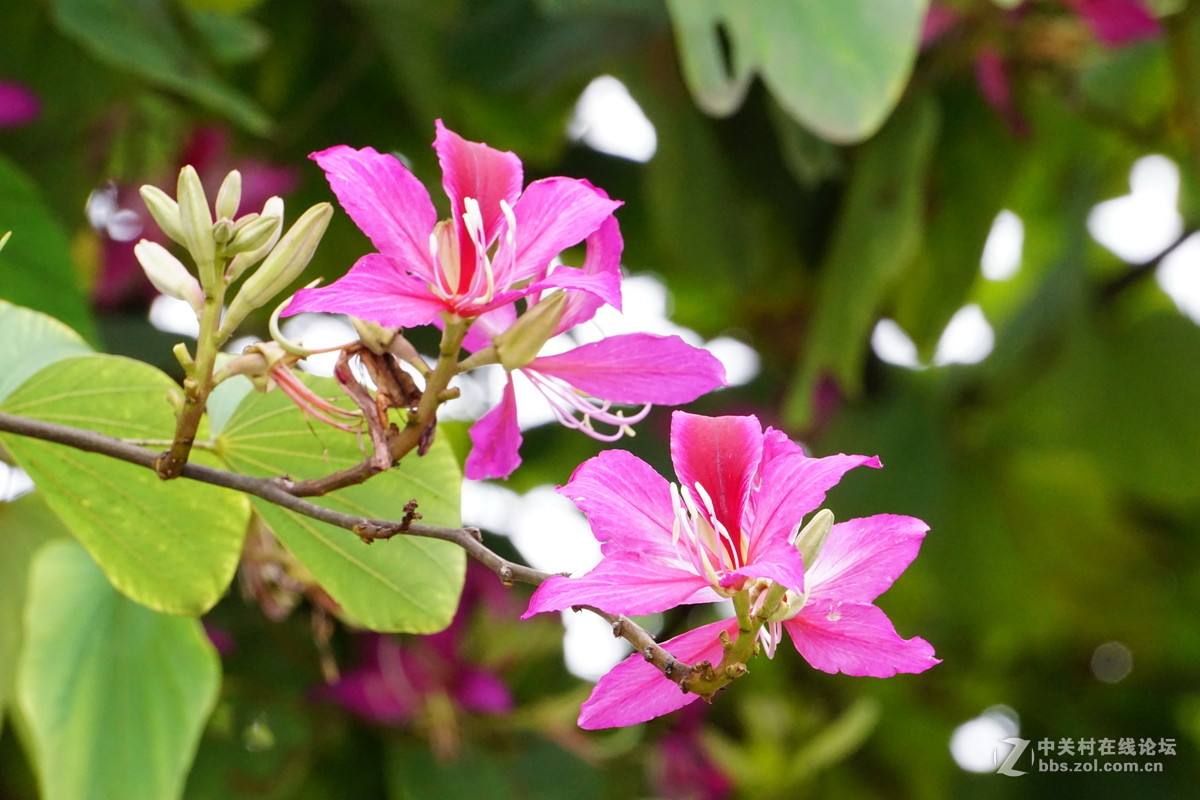 谁知道这是什么花？