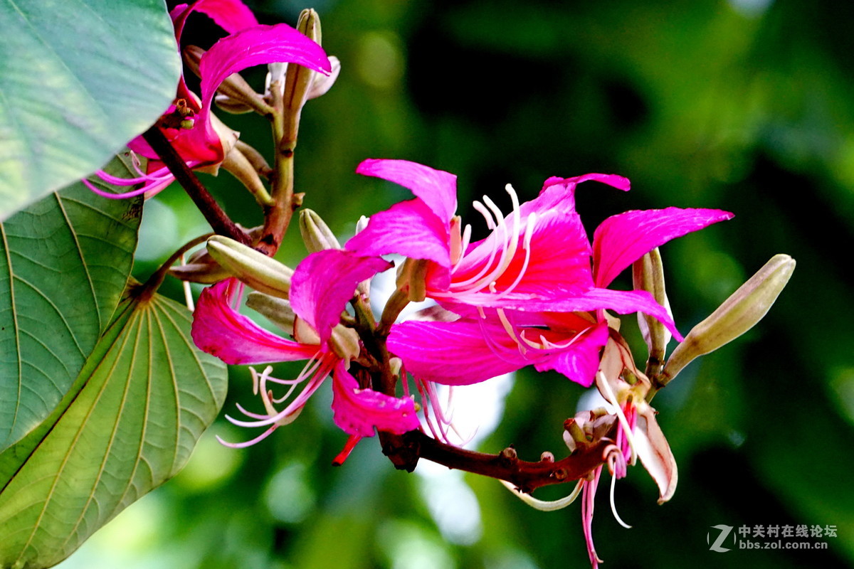 谁知道这是什么花？