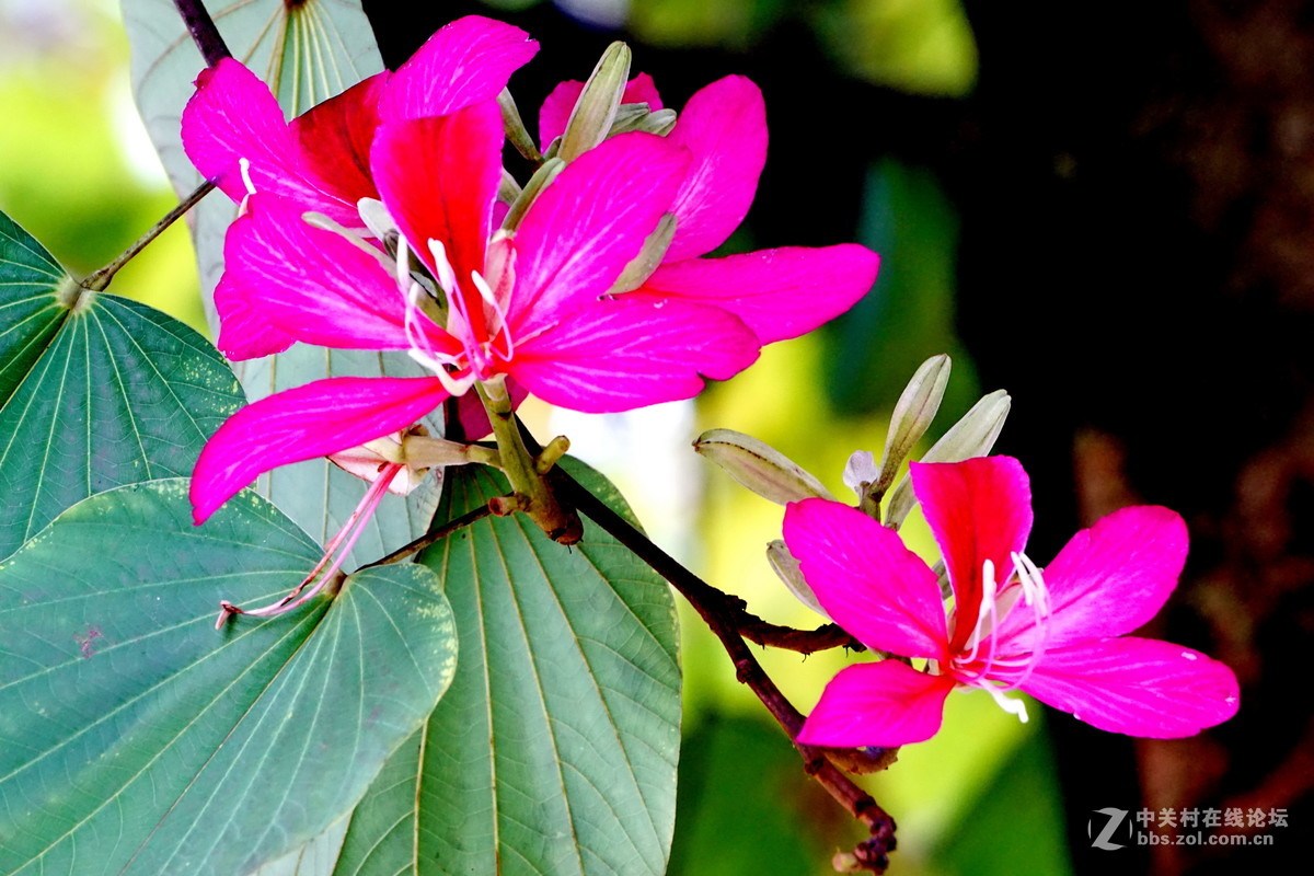 谁知道这是什么花？