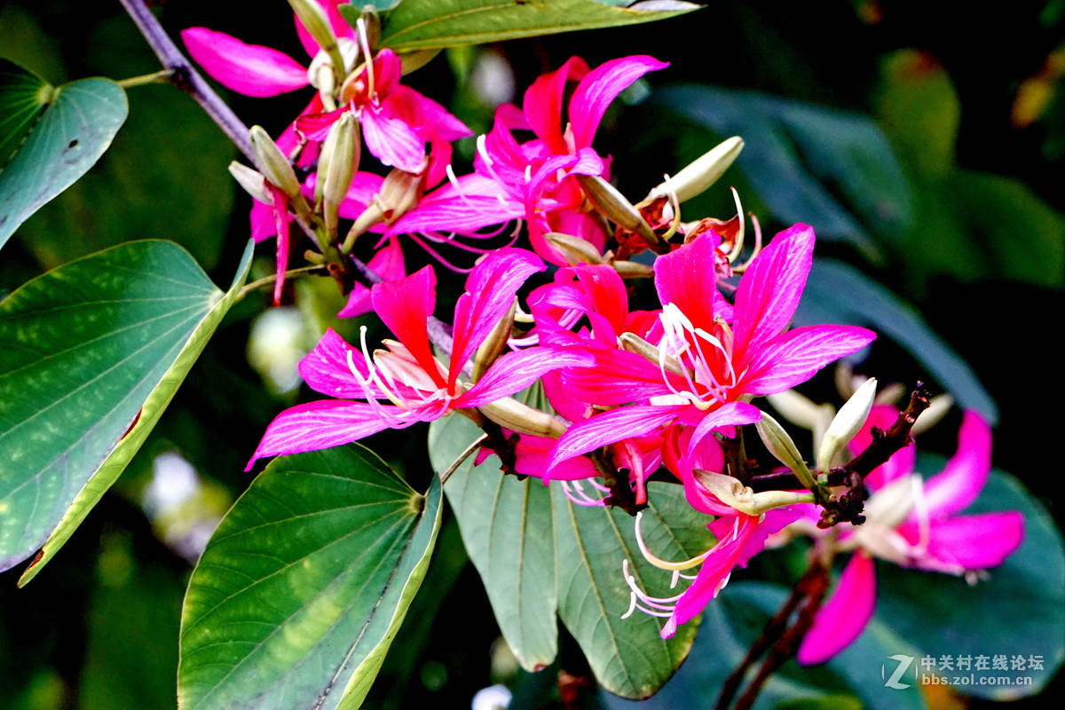 谁知道这是什么花？