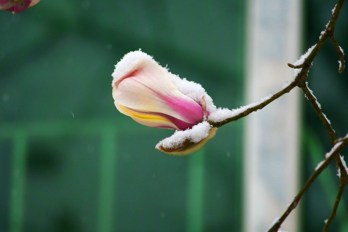 玉兰迎雪