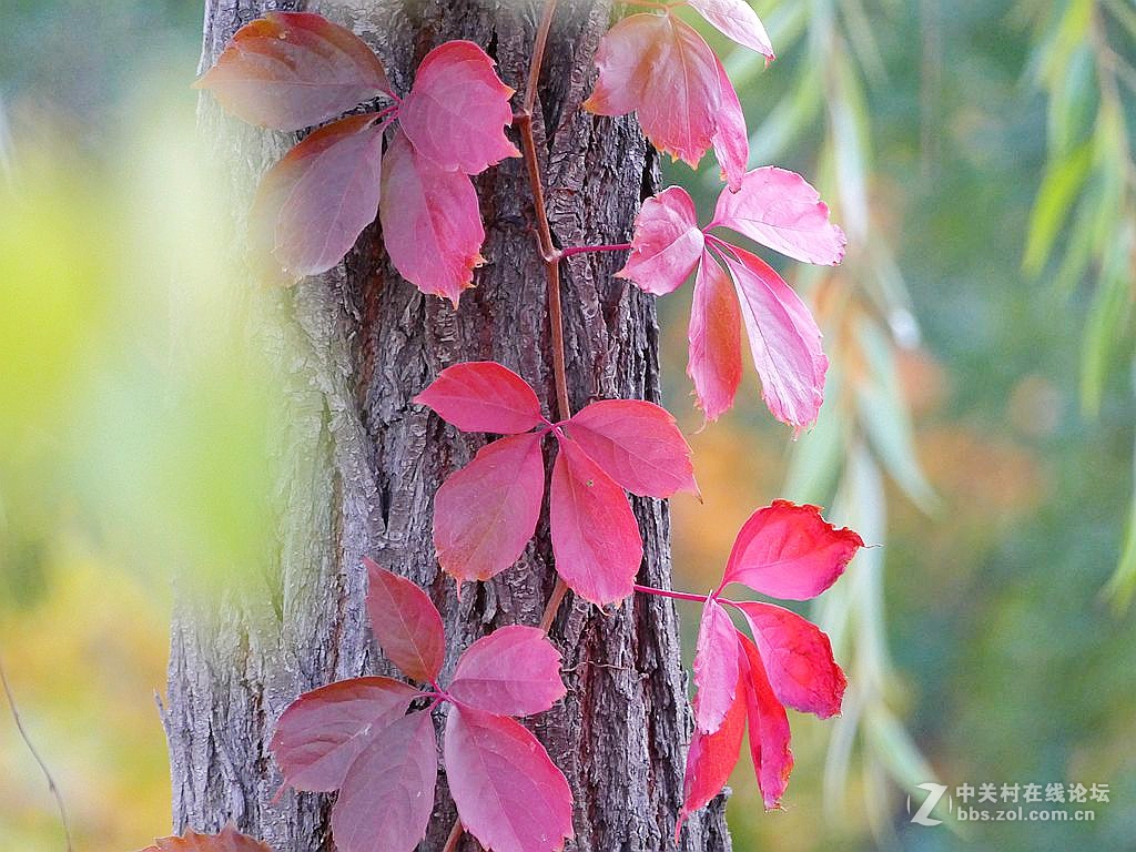 徕卡114入手一周年纪念帖