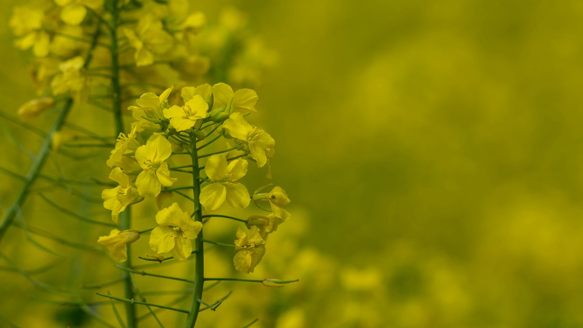 春天的气息--油菜花 2