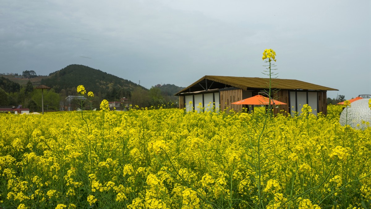 春天的气息--油菜花 2
