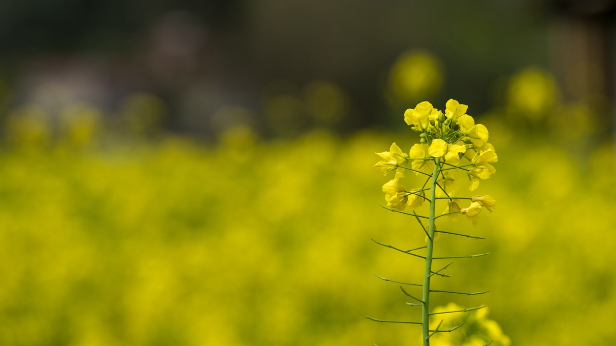 春天的气息--油菜花 2