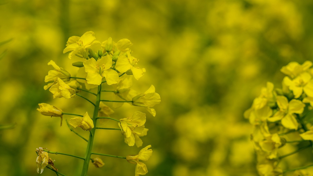 春天的气息--油菜花 2