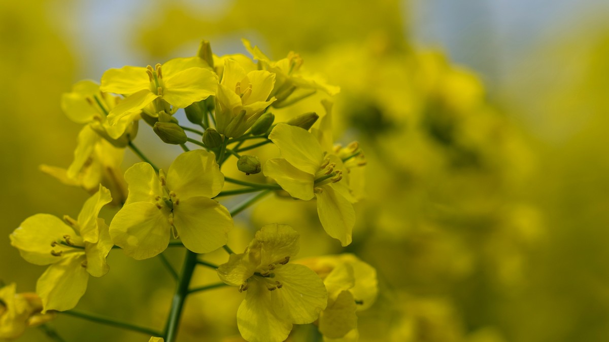 春天的气息--油菜花 2