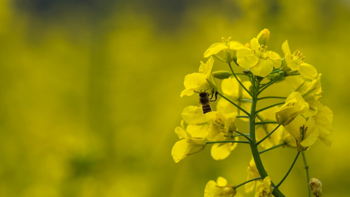 春天的气息--油菜花 2