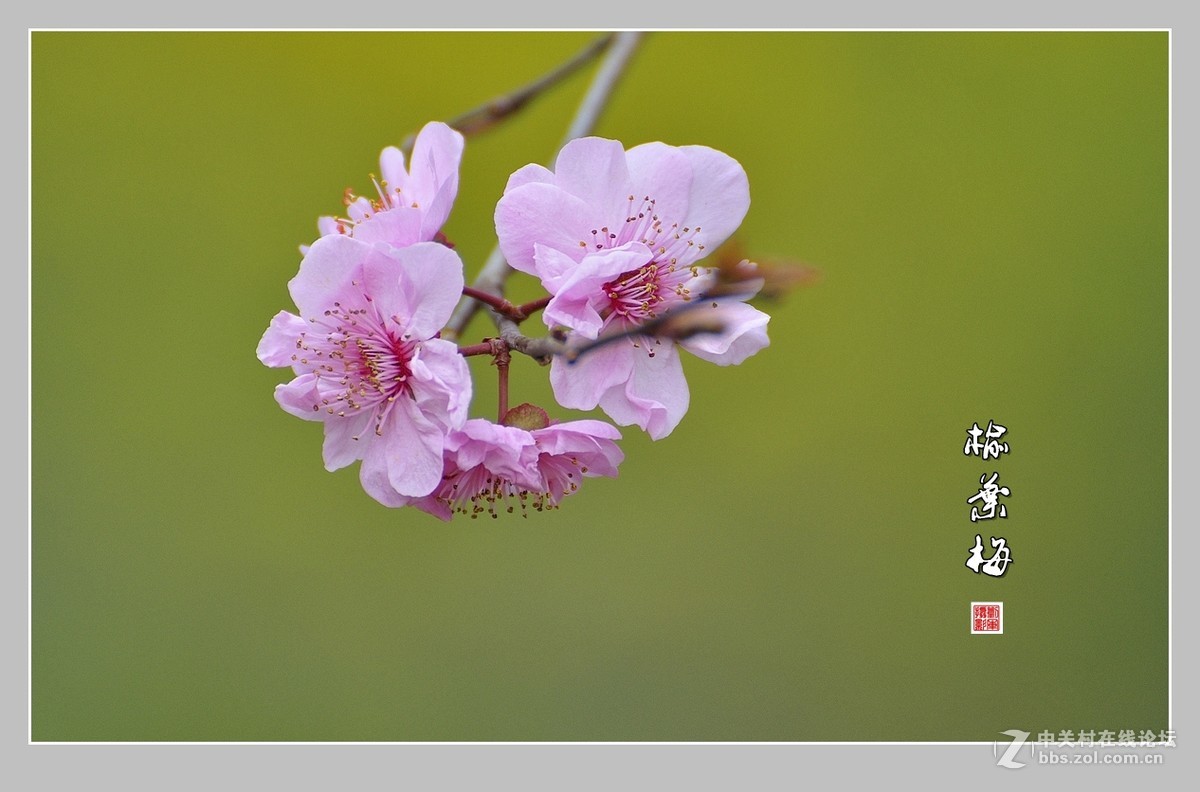 #ZOL月赛-三月风光无限好#榆叶梅（1）