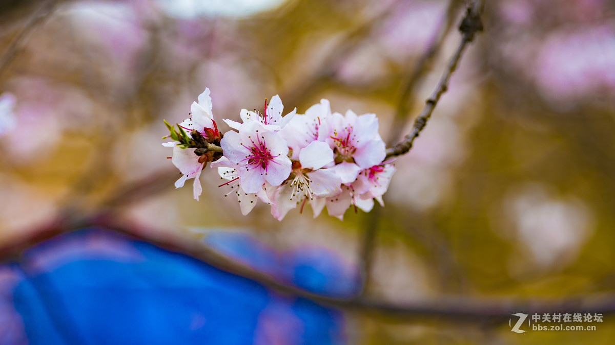 索尼A7R2+ZEISS/蔡司 Milvus 2/100M ZE(粉嫩桃花朵朵开)
