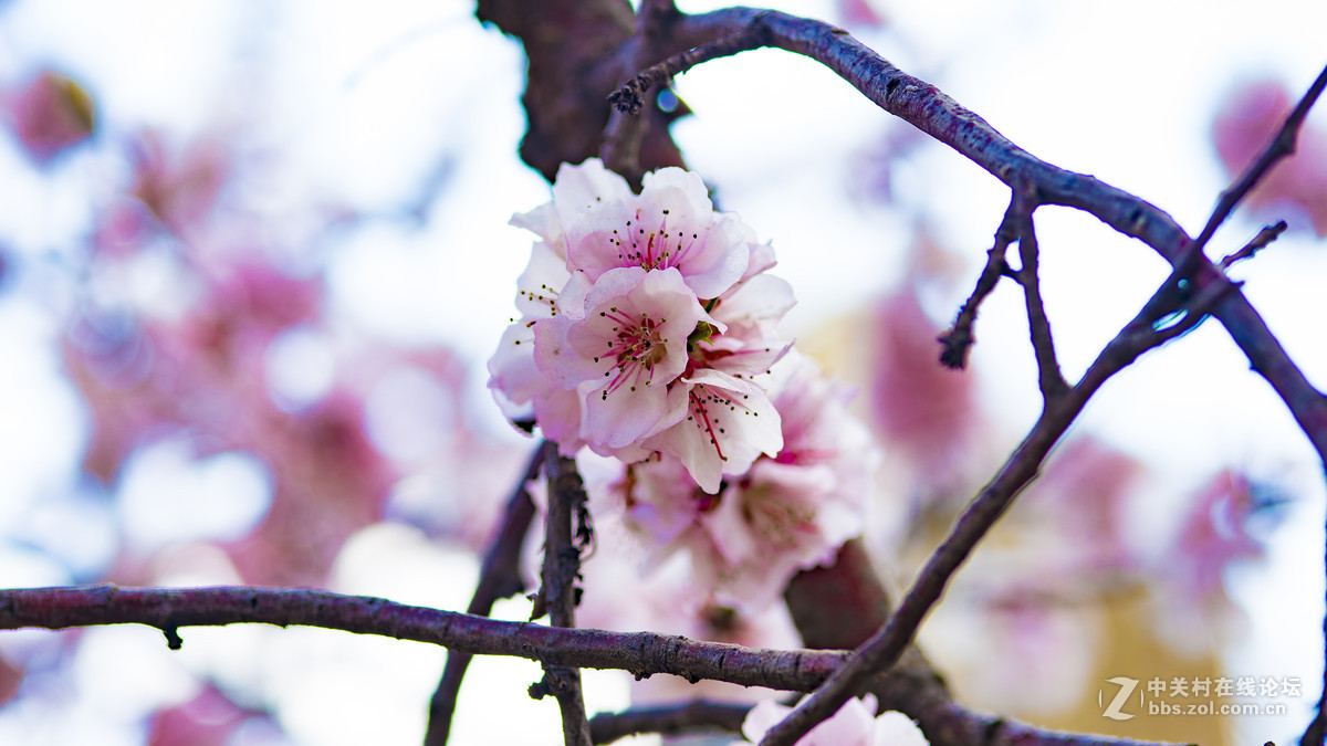 索尼A7R2+ZEISS/蔡司 Milvus 2/100M ZE(粉嫩桃花朵朵开)