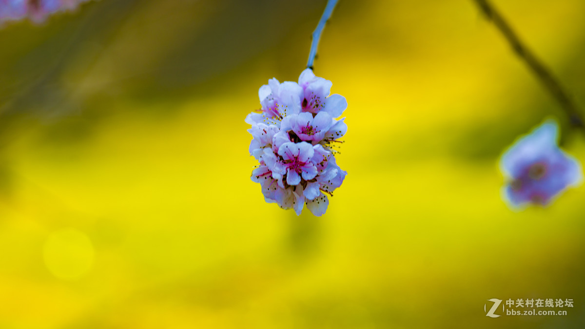 索尼A7R2+ZEISS/蔡司 Milvus 2/100M ZE(粉嫩桃花朵朵开)
