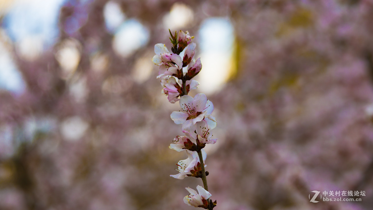 索尼A7R2+ZEISS/蔡司 Milvus 2/100M ZE(粉嫩桃花朵朵开)