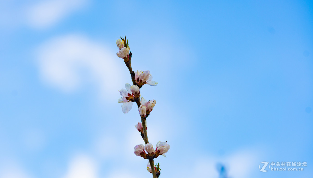 索尼A7R2+ZEISS/蔡司 Milvus 2/100M ZE(粉嫩桃花朵朵开)
