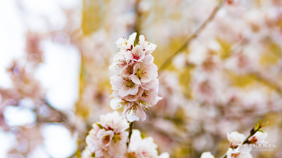 索尼A7R2+ZEISS/蔡司 Milvus 2/100M ZE(粉嫩桃花朵朵开)