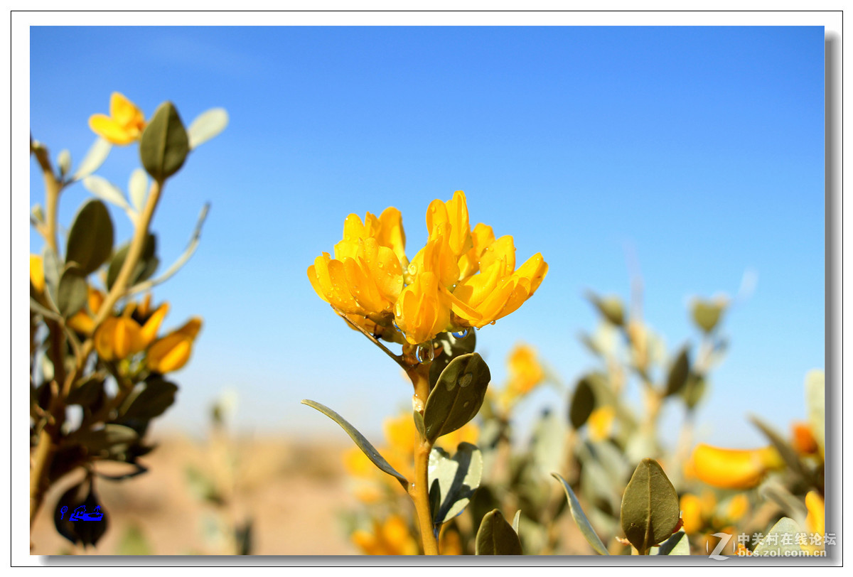 荒野的芬芳沙冬青