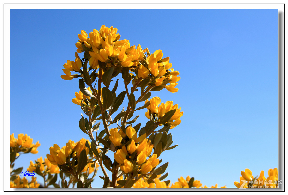荒野的芬芳沙冬青