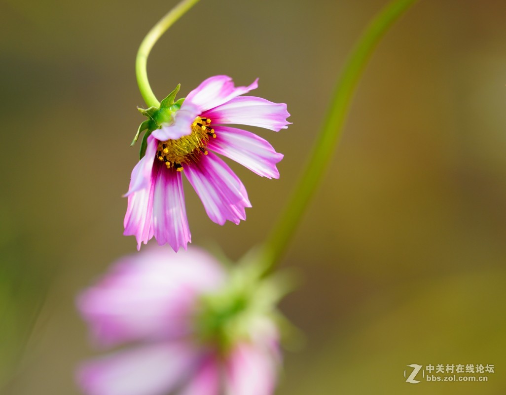 波斯菊12p