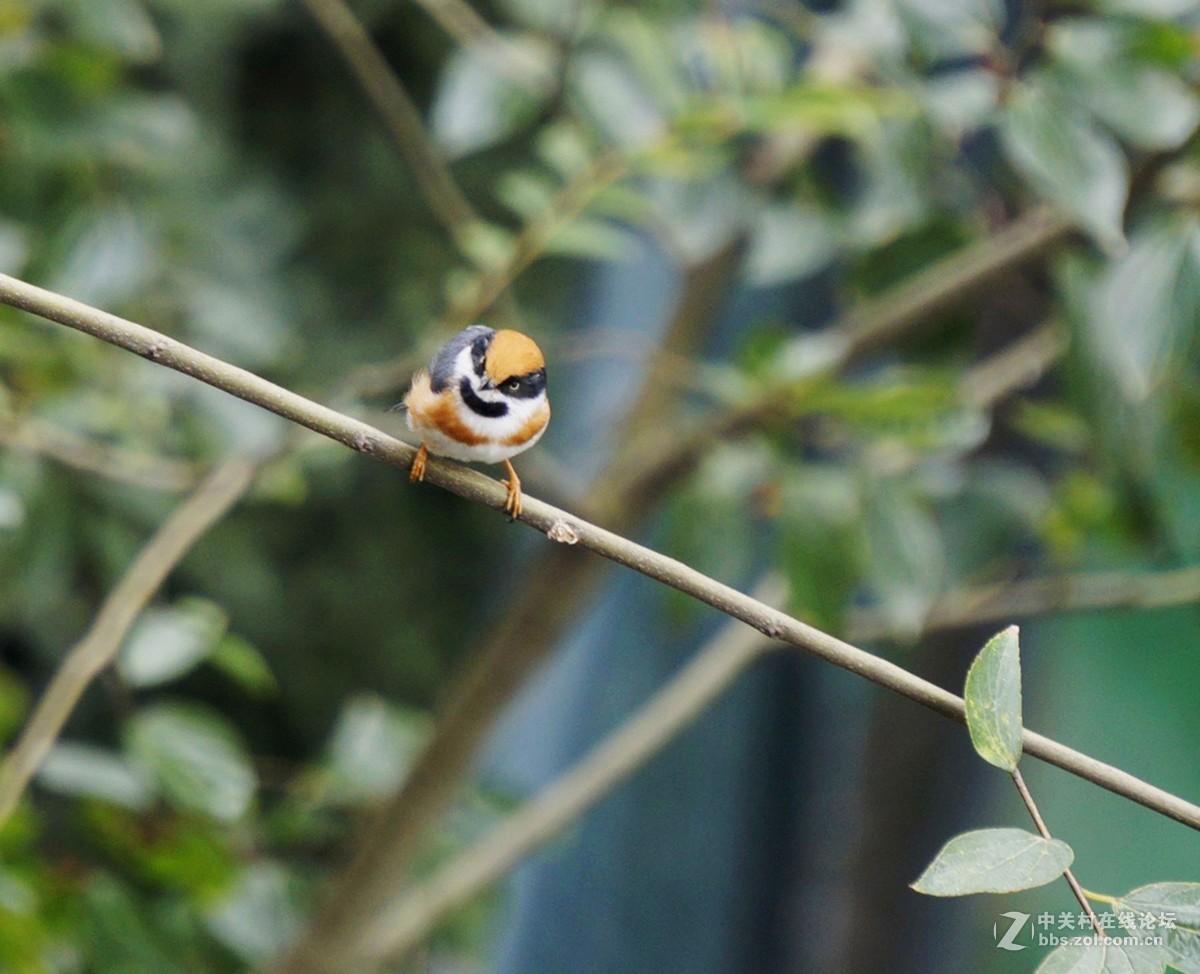 试拍 Sony微单 ILCE-6000 搭配E55-210mm镜头