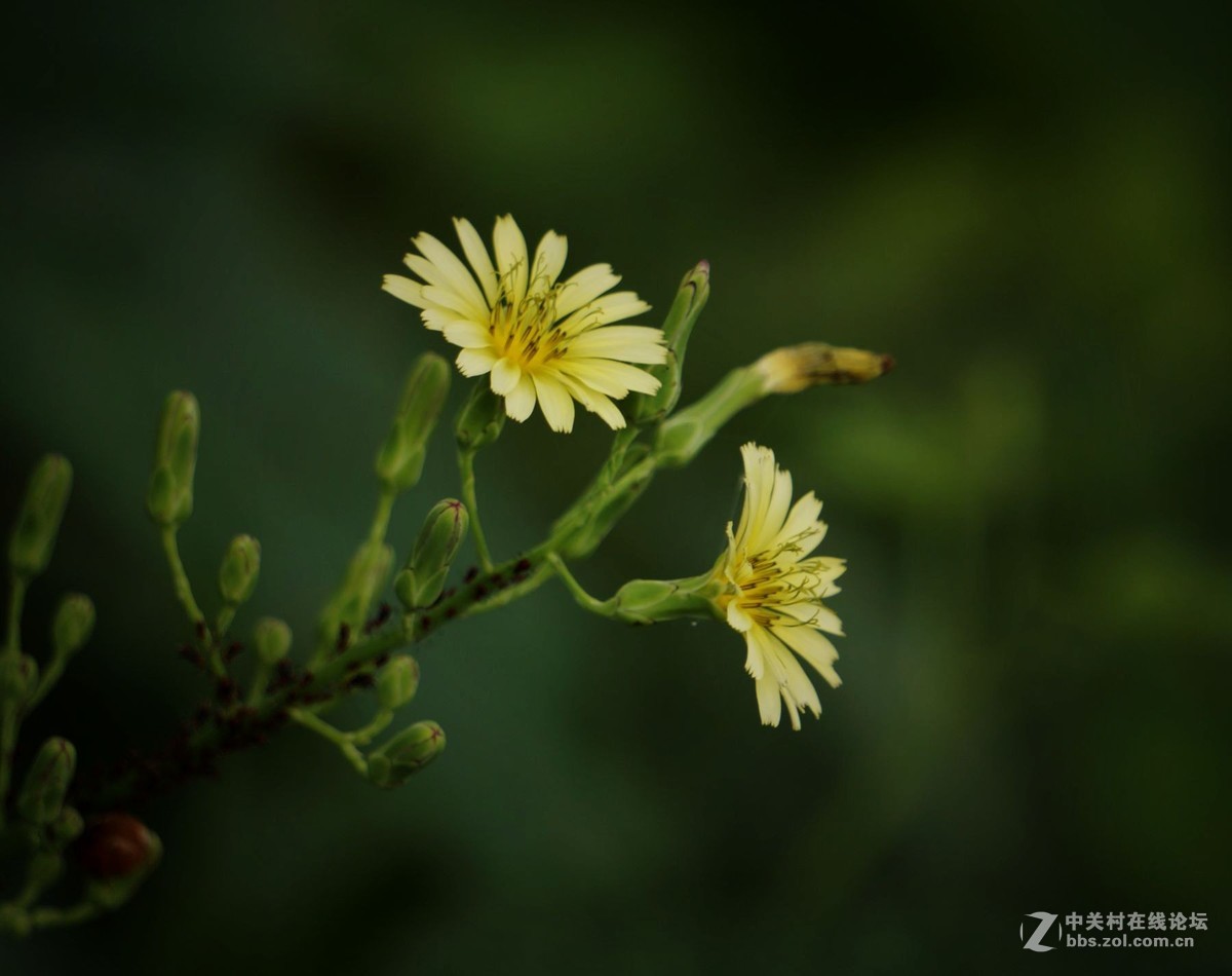 试拍 Sony微单 ILCE-6000 搭配E55-210mm镜头